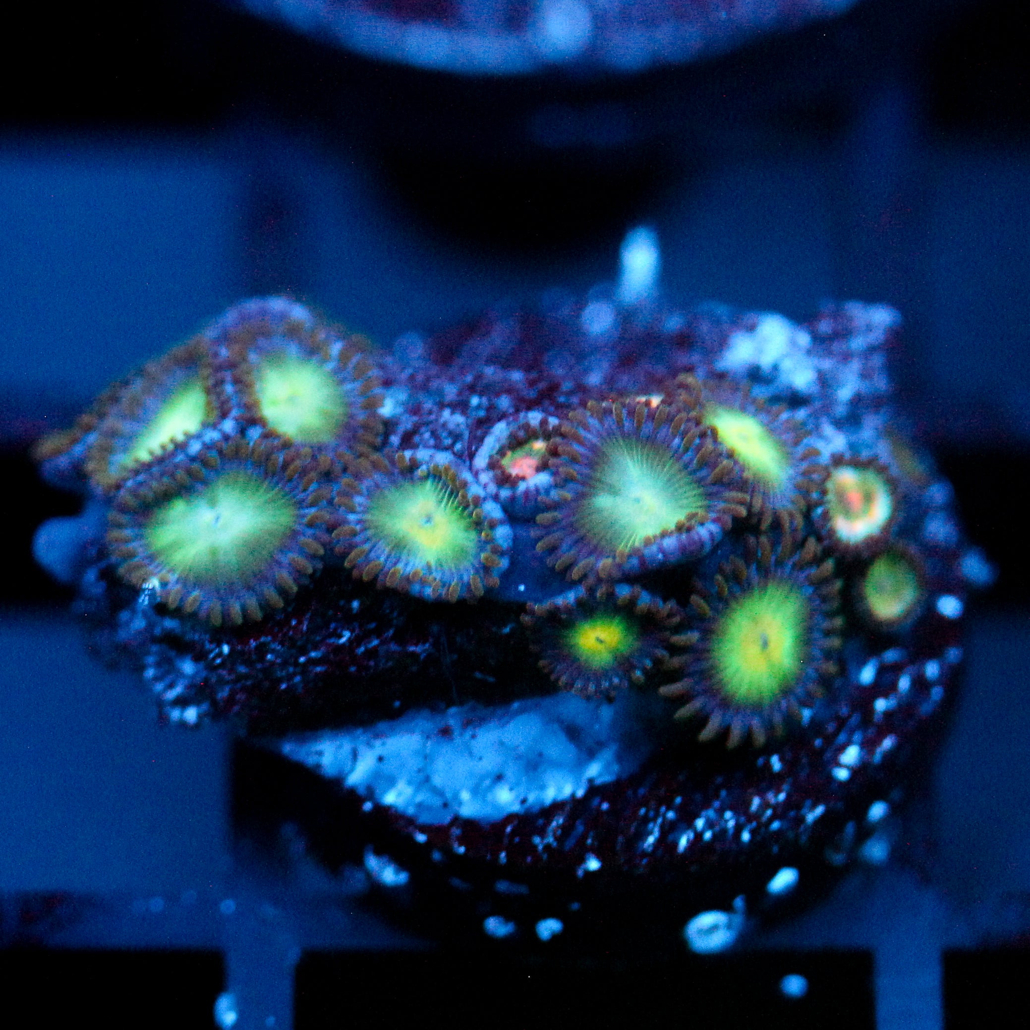 JC Birthstone Zoanthid