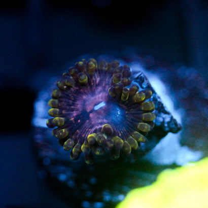 JC Purple Monster Zoanthid