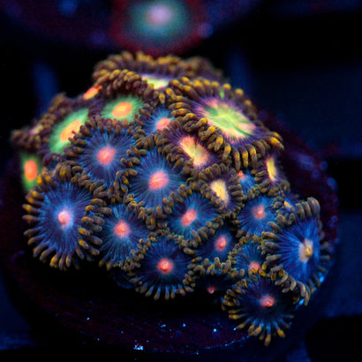 JC Tye Dye Reality Zoanthids Mix