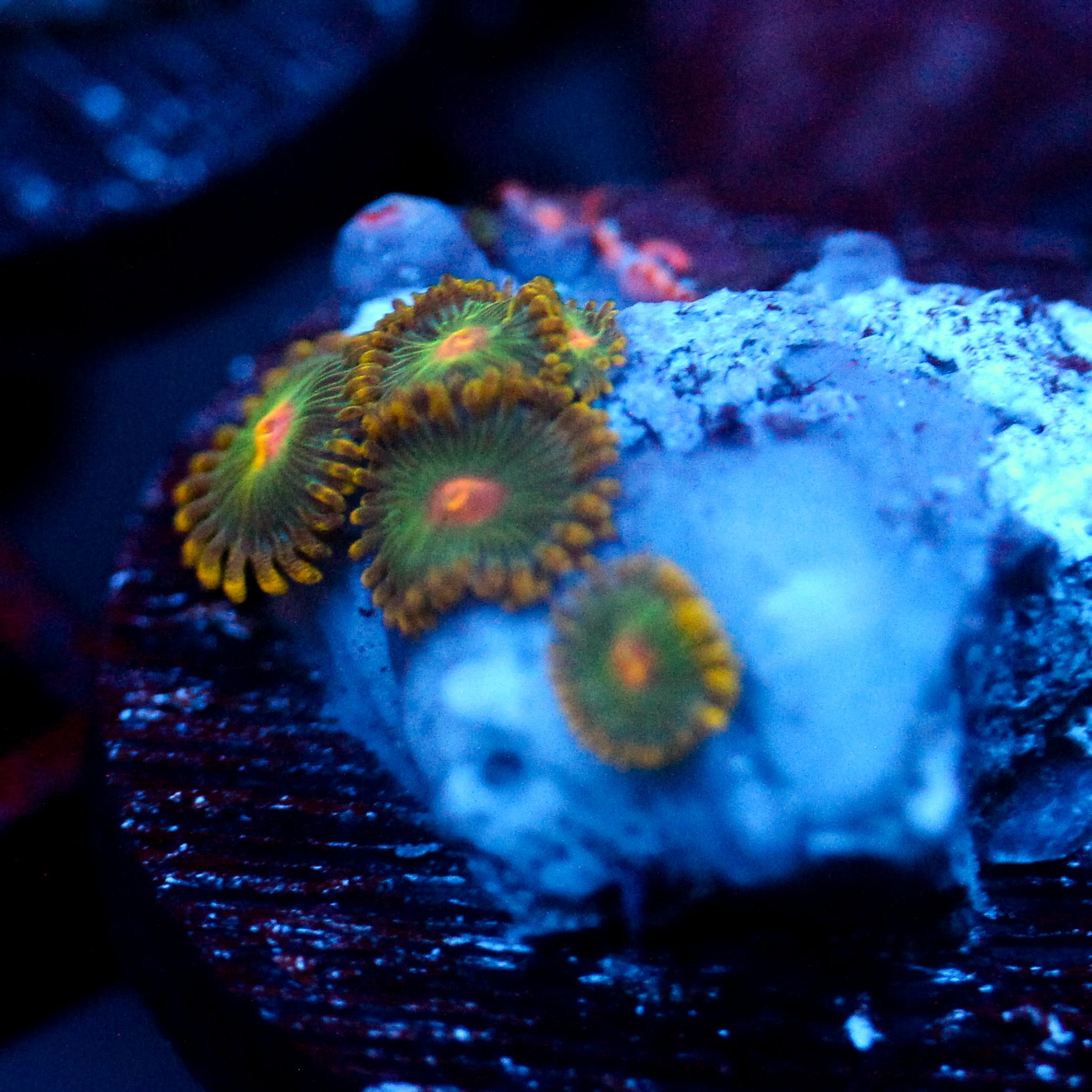 JC Oh my my my Zoanthid