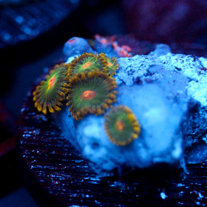JC Oh my my my Zoanthid