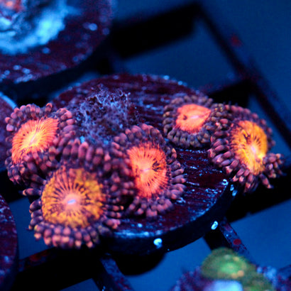 JC Speckled Kraze Zoanthid