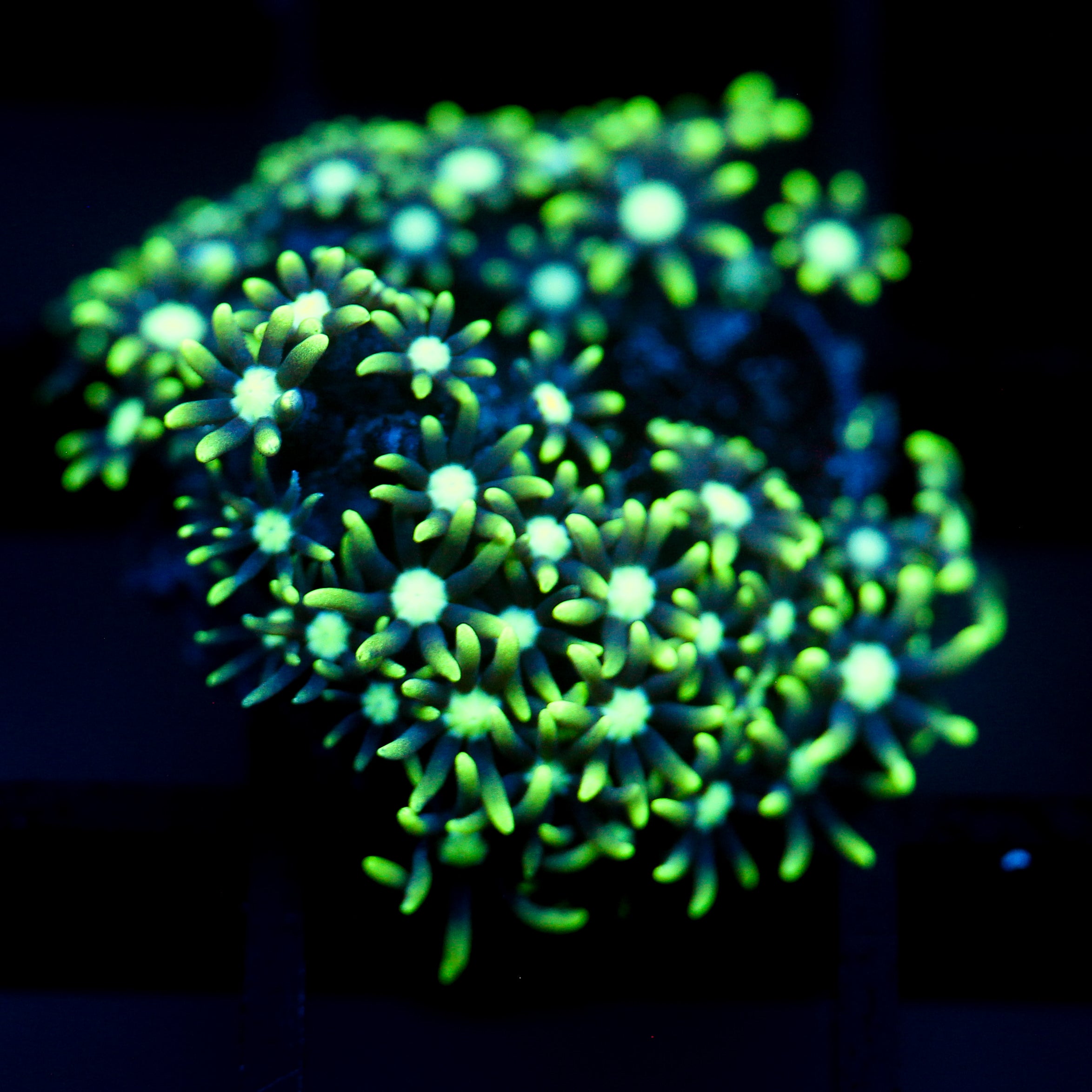 JC Star Polyp GSP