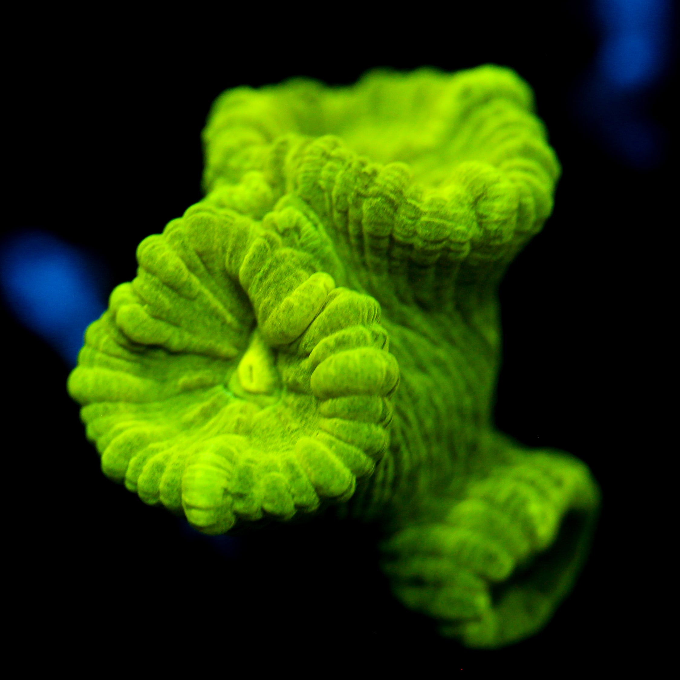 JC Neon Trumpet Coral