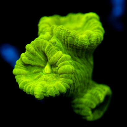 JC Neon Trumpet Coral