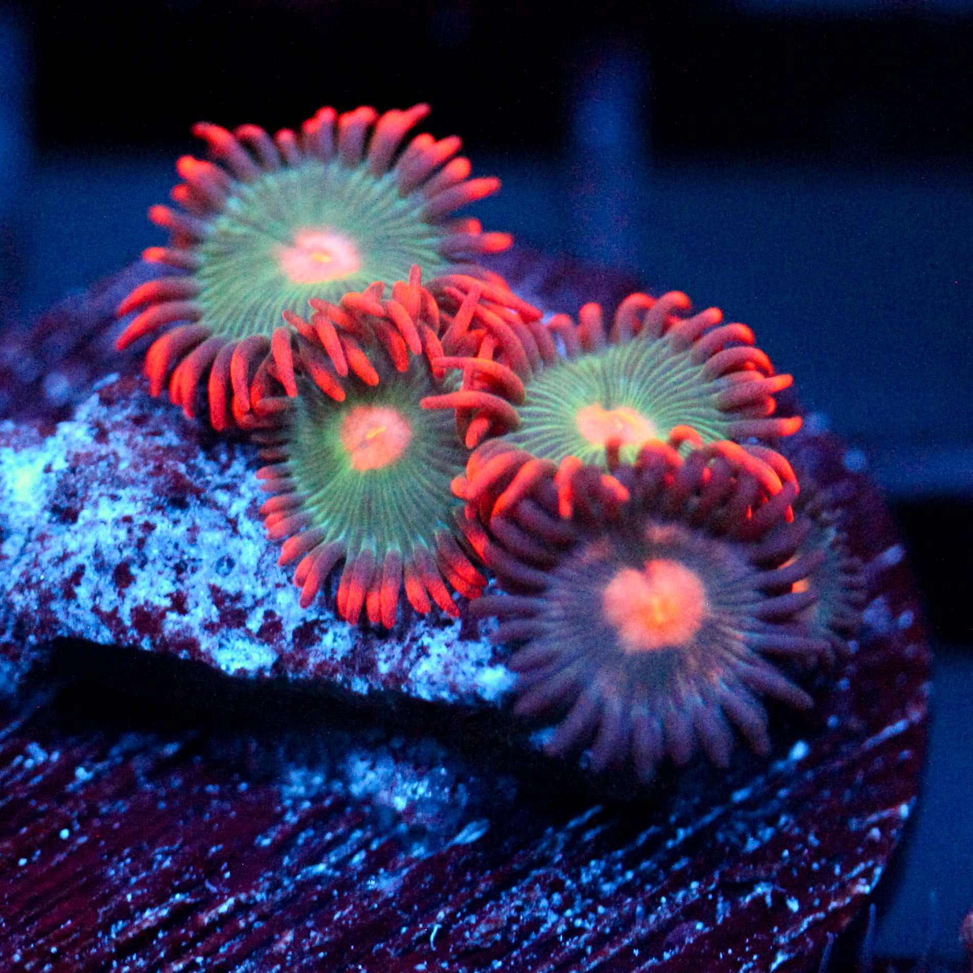 JC Plumb Insanity Zoanthid Mix