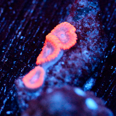 JC Typhloshion Zoanthid