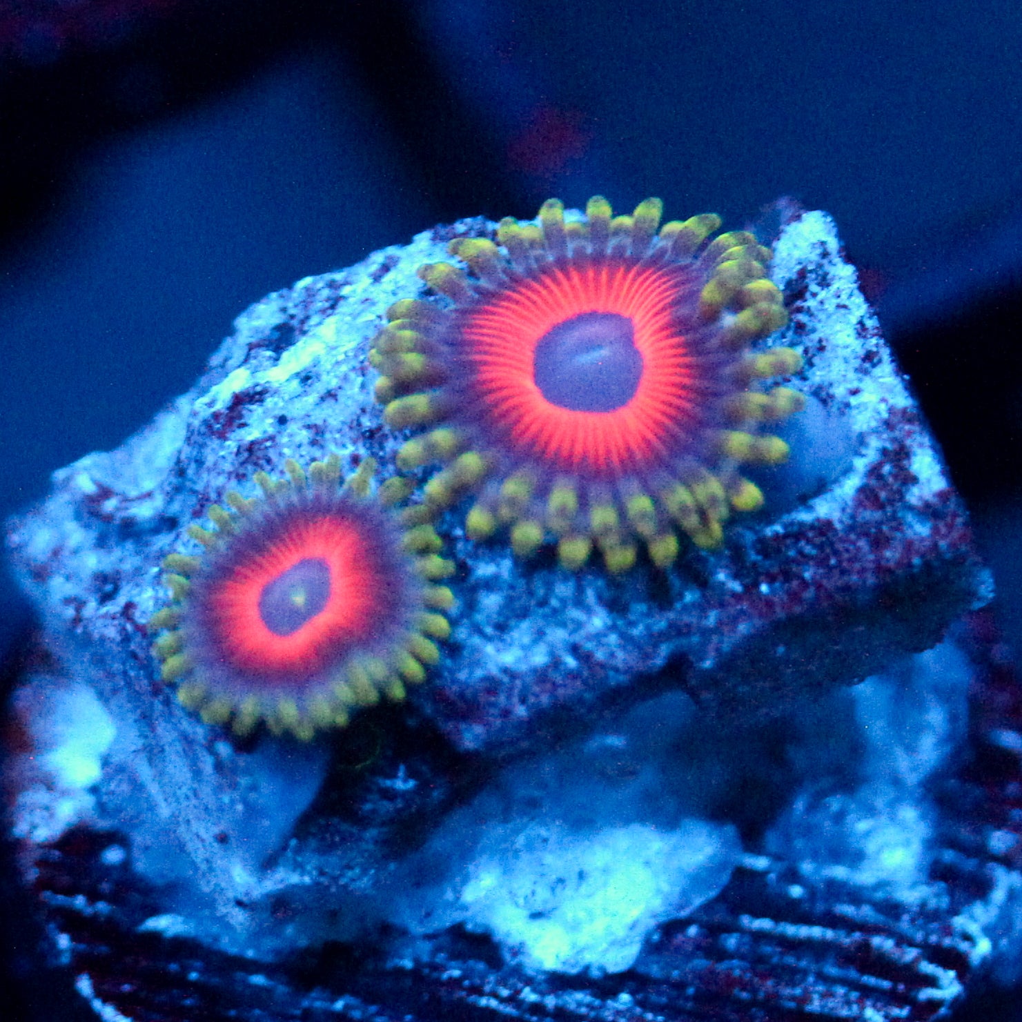JC Empire Zoanthid