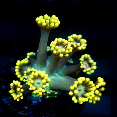 JC Yellow Freeze Goni (Last one)