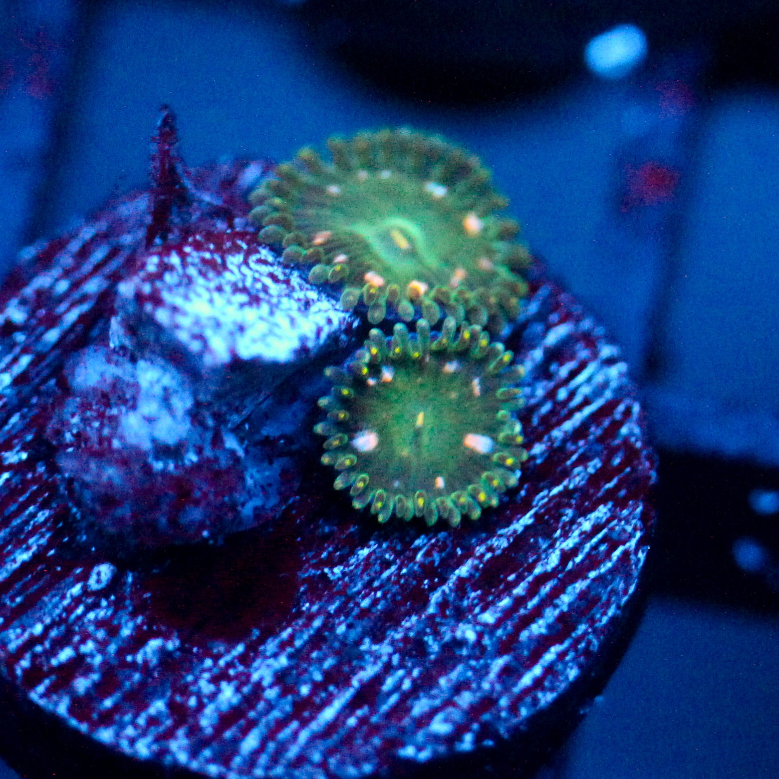 JC Starship Trooper Zoanthid (1/1)