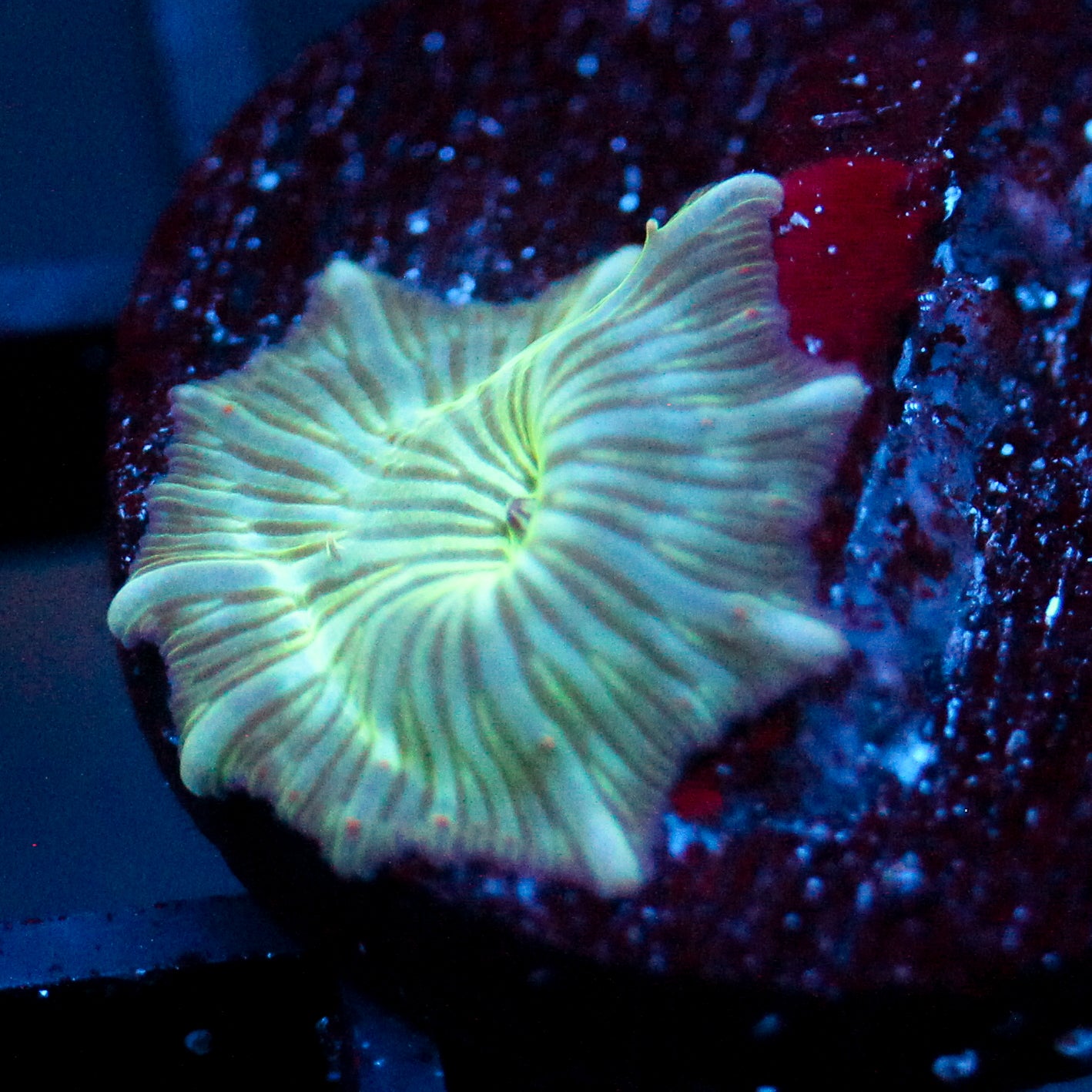 JC Watermelon Rind Discosoma