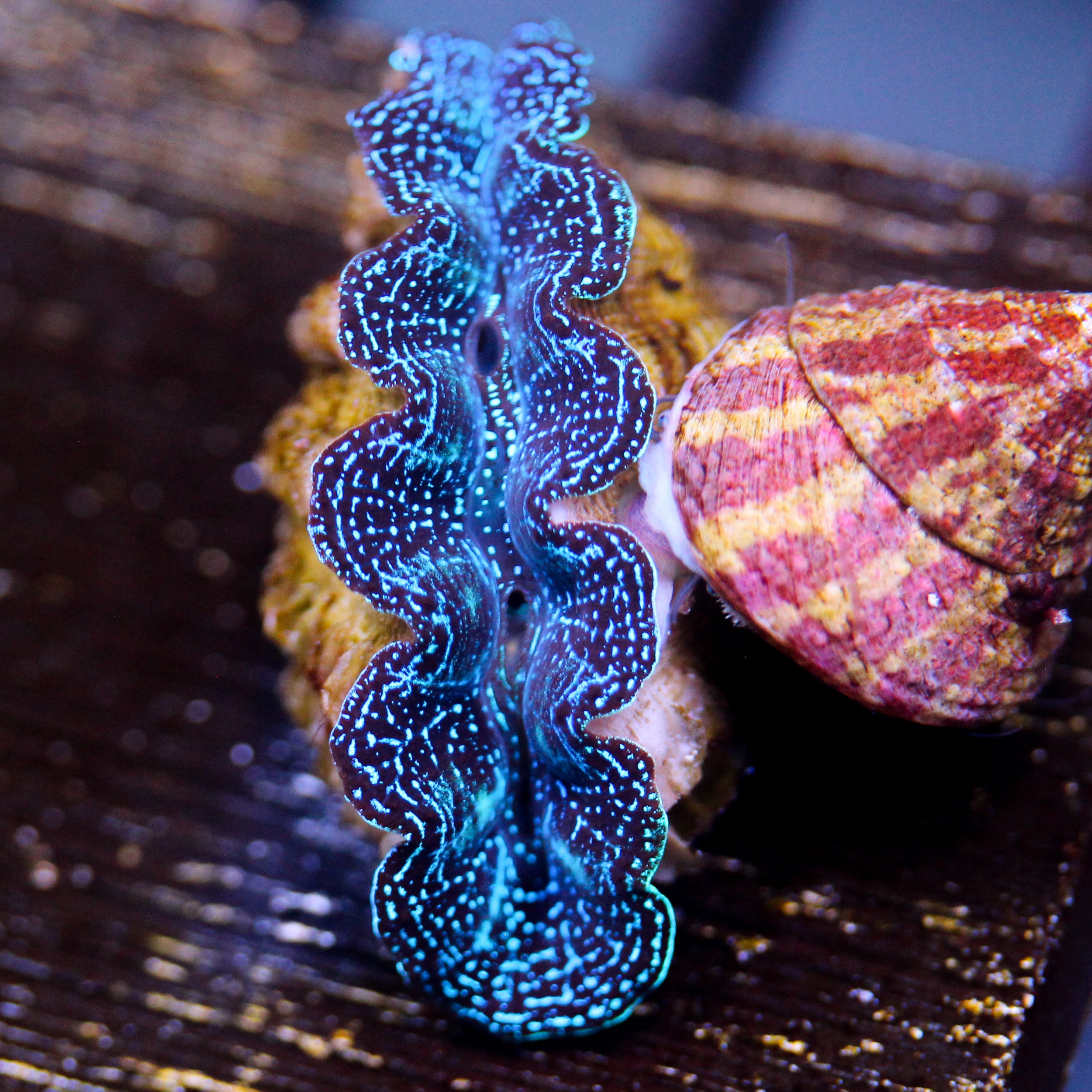 JC Starlight Crocea