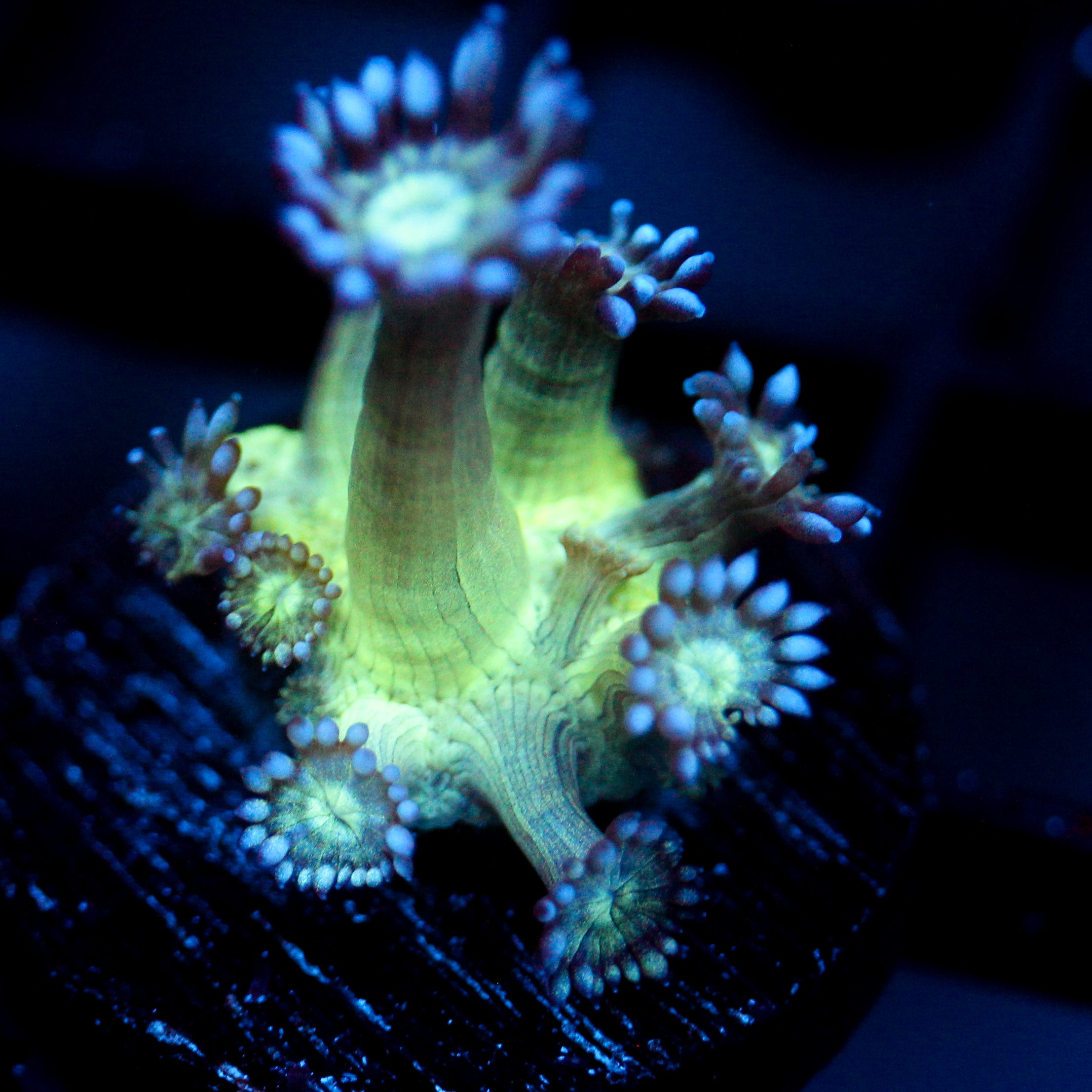 JC Peacock Goni
