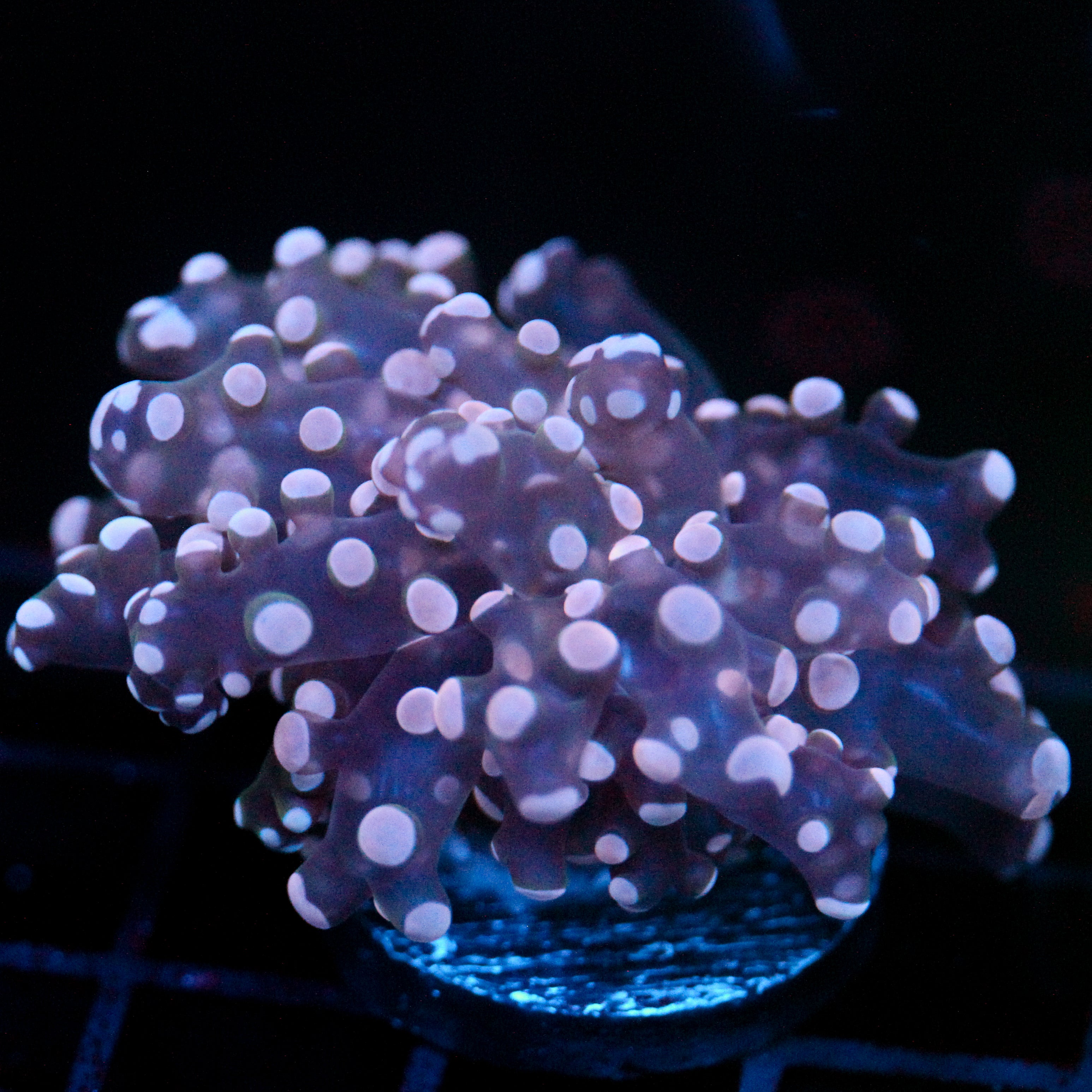 JC Pink Tip Octo