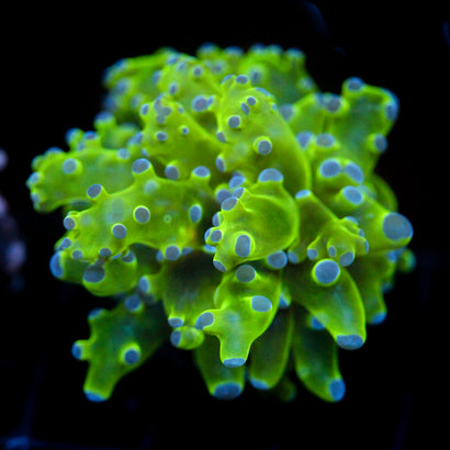 JC Hulk Octo