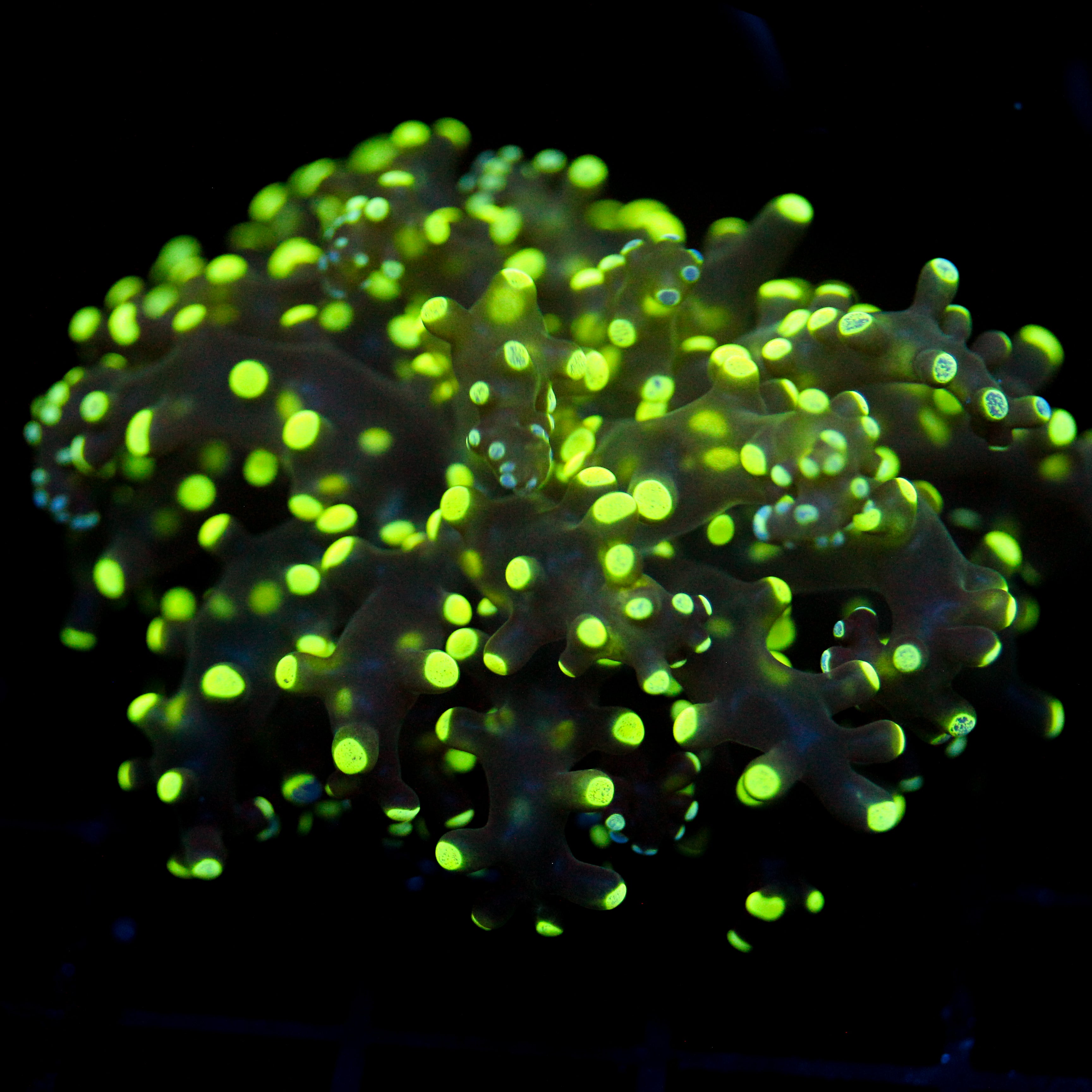 JC Neon Green Splatter Octo