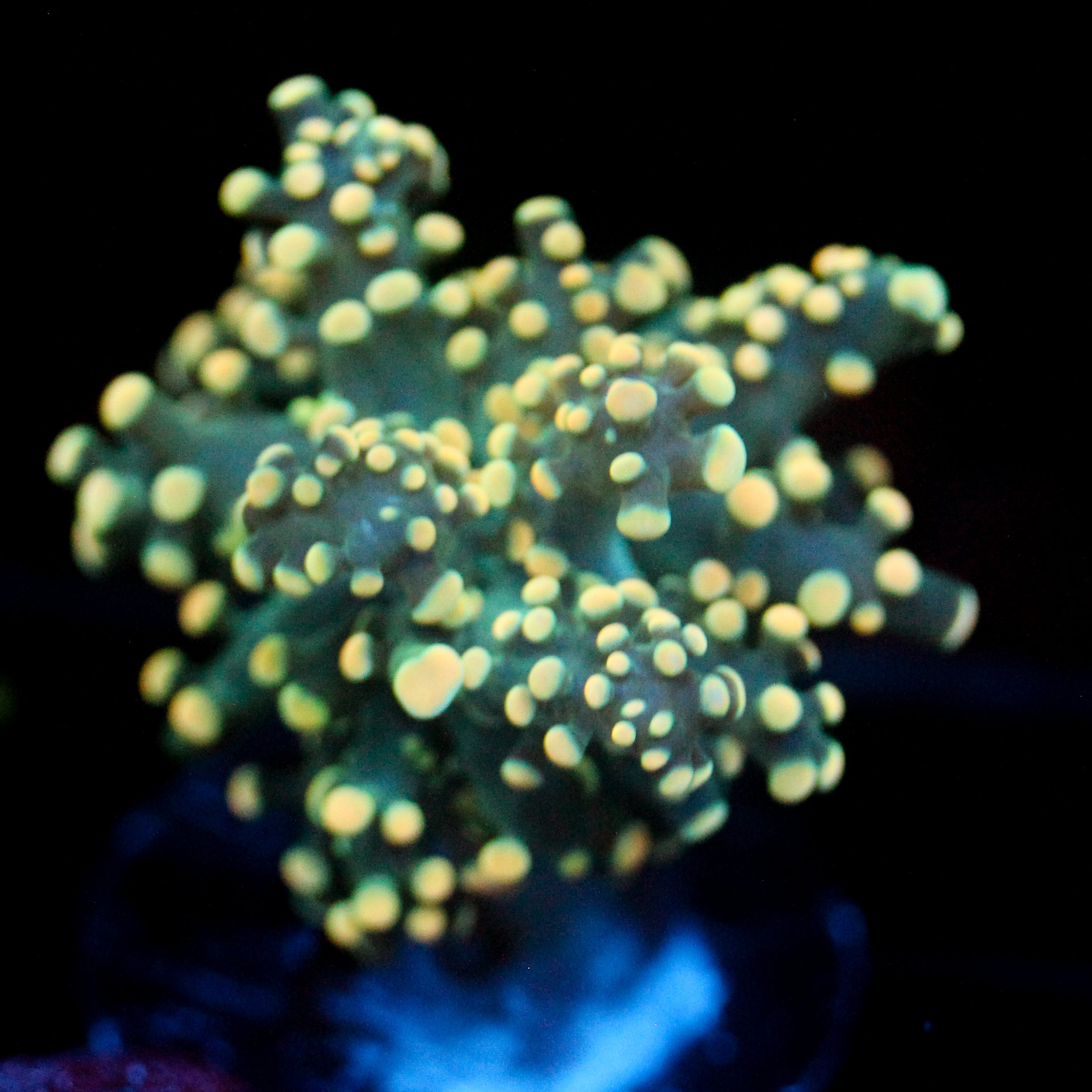 JC Yellow Vibe Octo