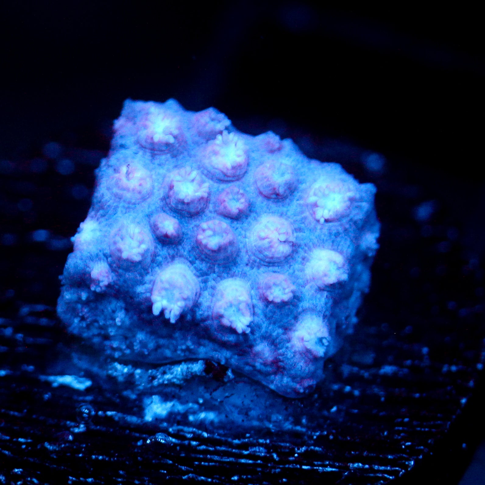 JC Purple Mystique