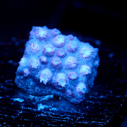 JC Purple Mystique