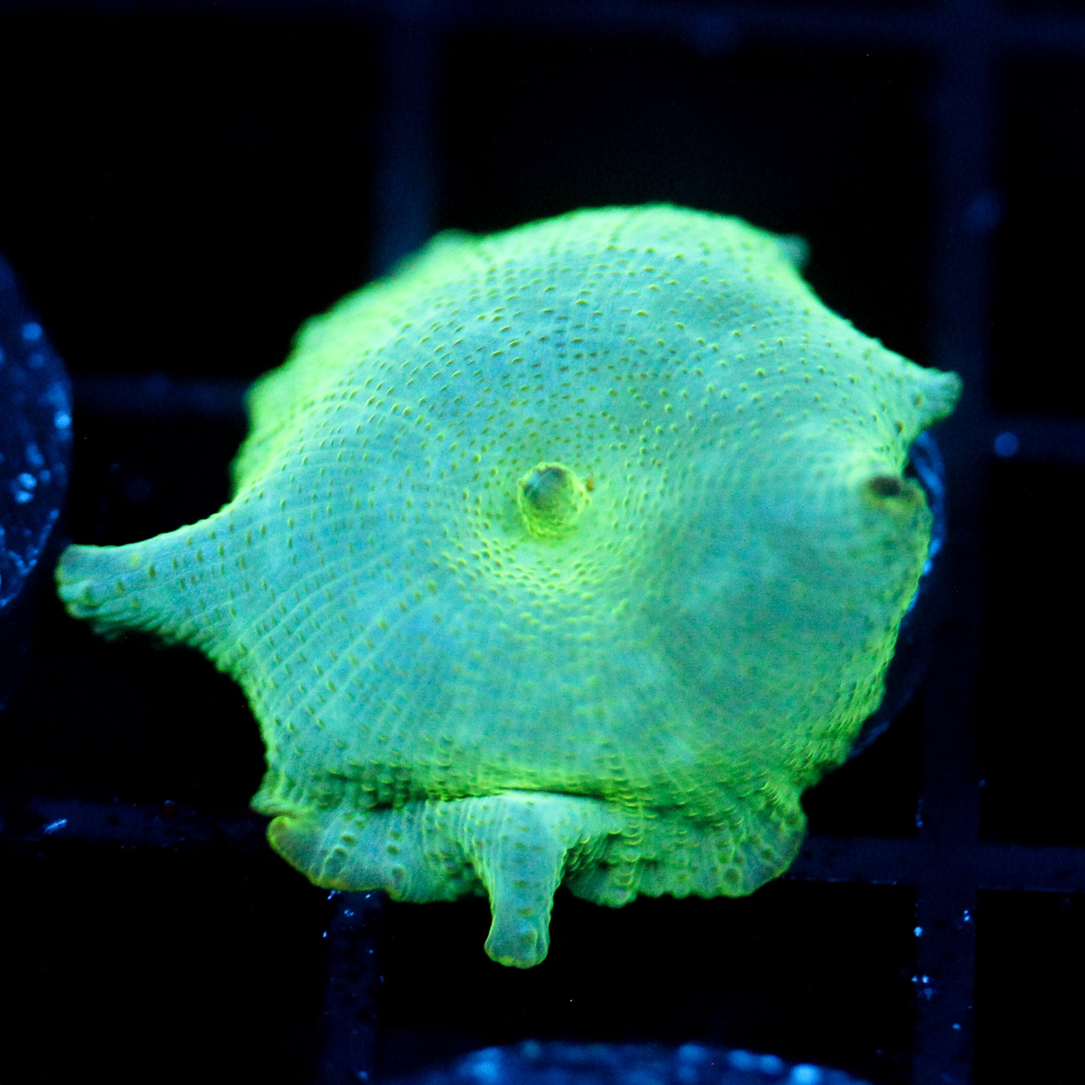 JC Cherenkov Radiation Discosoma