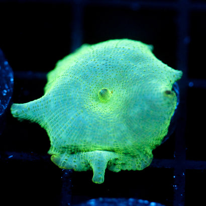 JC Cherenkov Radiation Discosoma