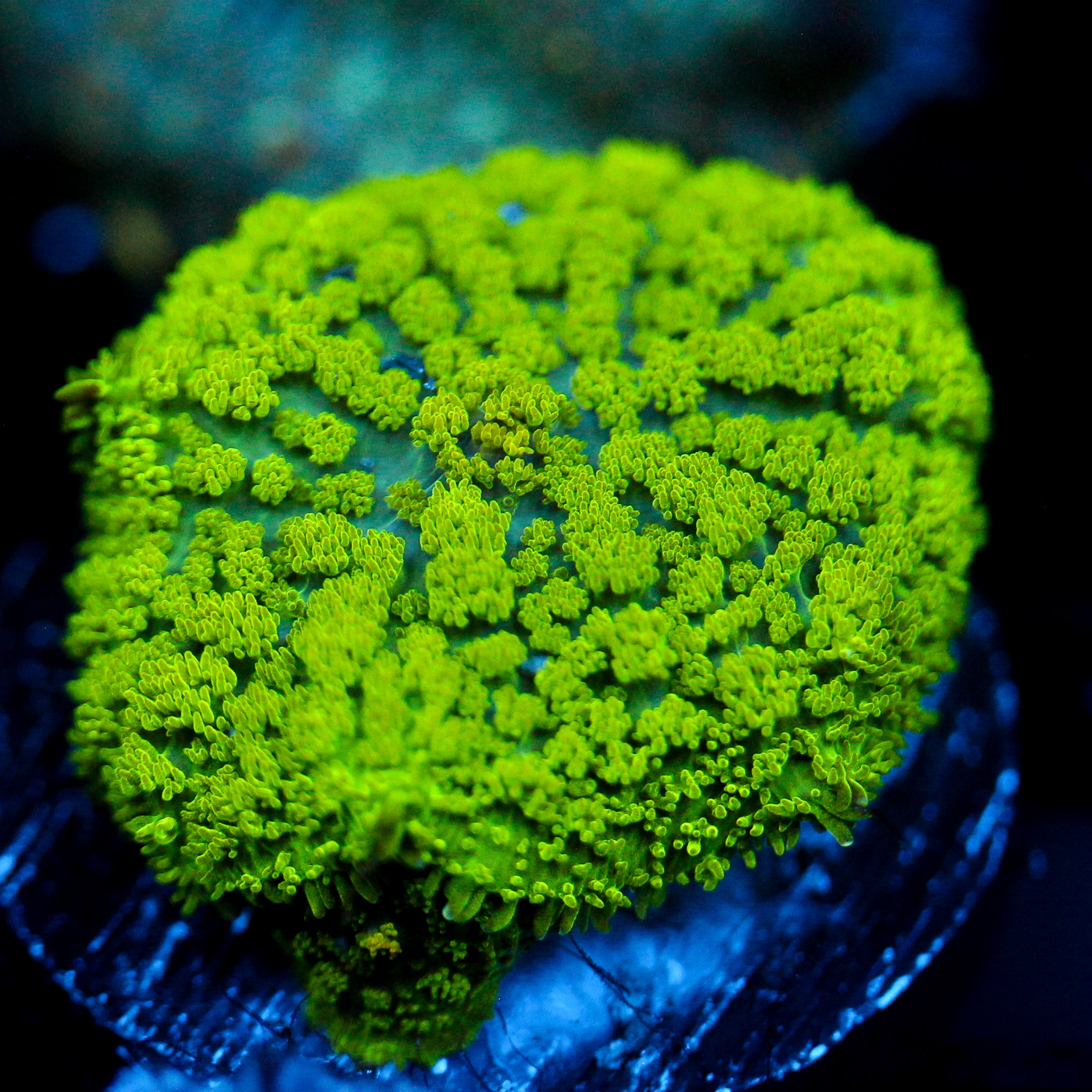 JC Neon Green Rhodactis