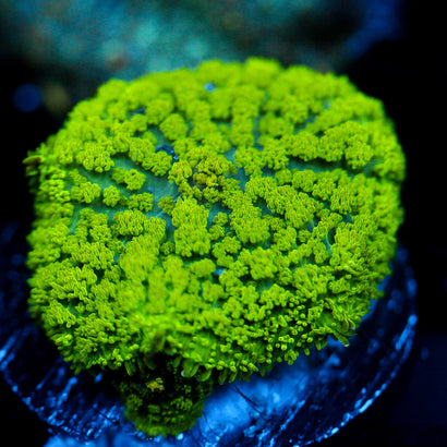 JC Neon Green Rhodactis