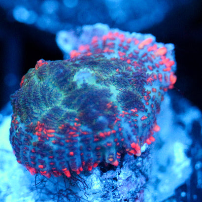 JC Yeti Flesh Rhodactis