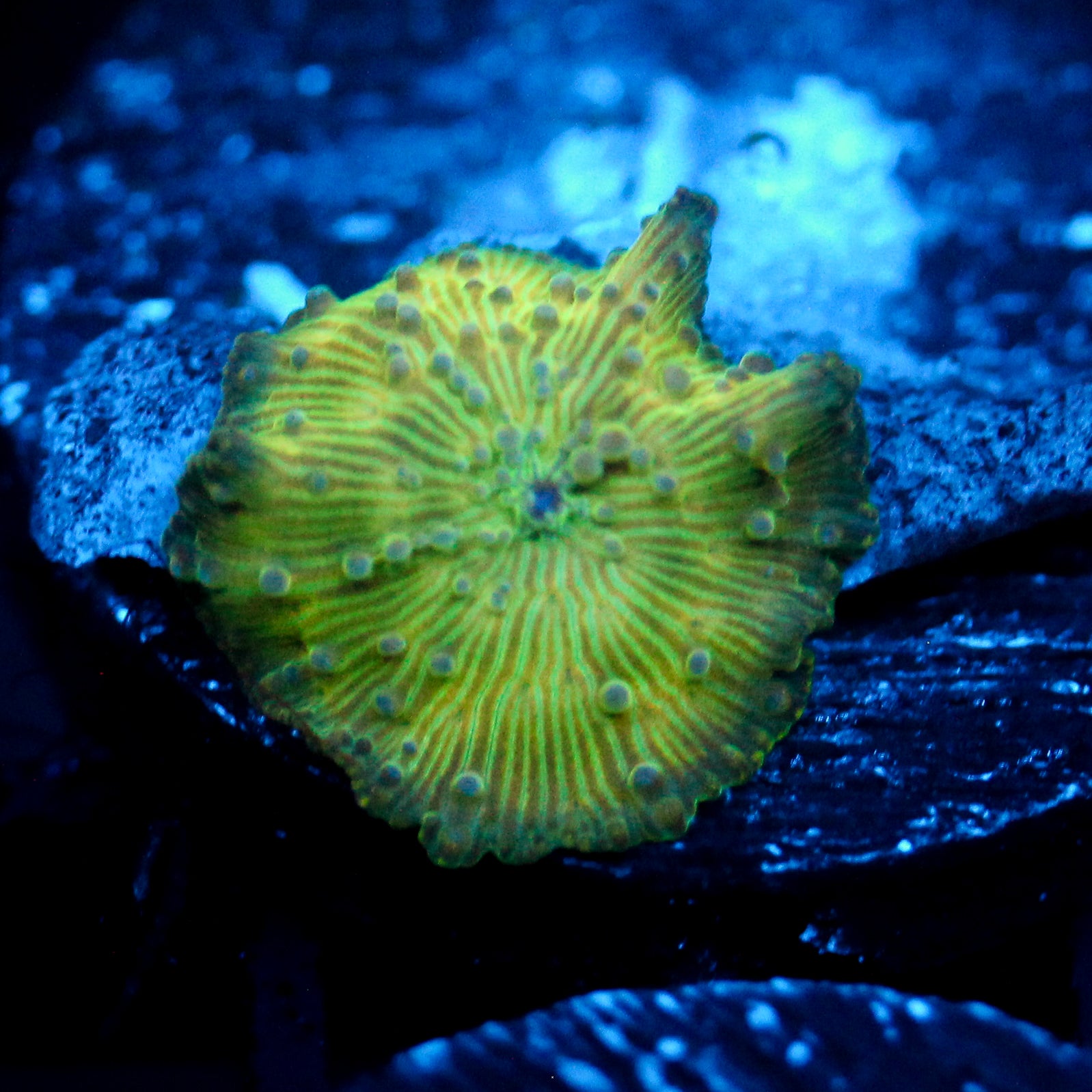 JC Blue Dot Watermelon Rind Discosoma