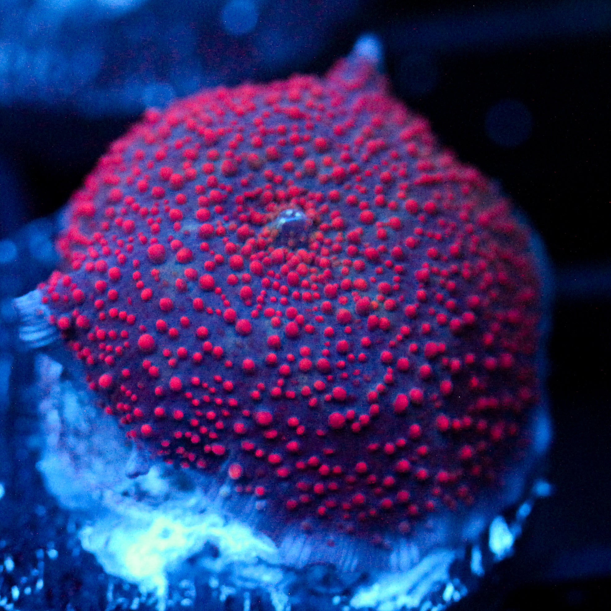 JC Hyper Pimple Discosoma