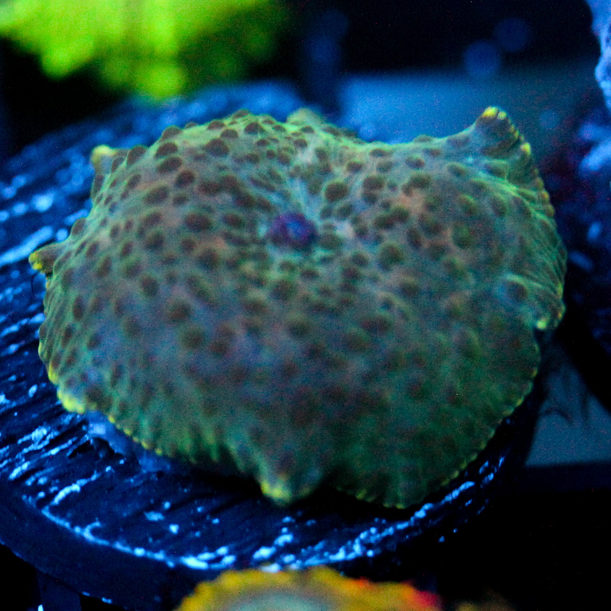JC Troll Flesh Discosoma