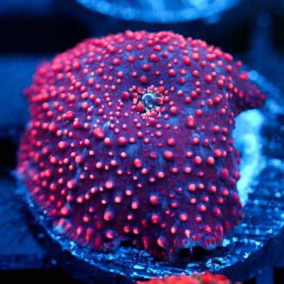 JC Hyper Pimple Discosoma