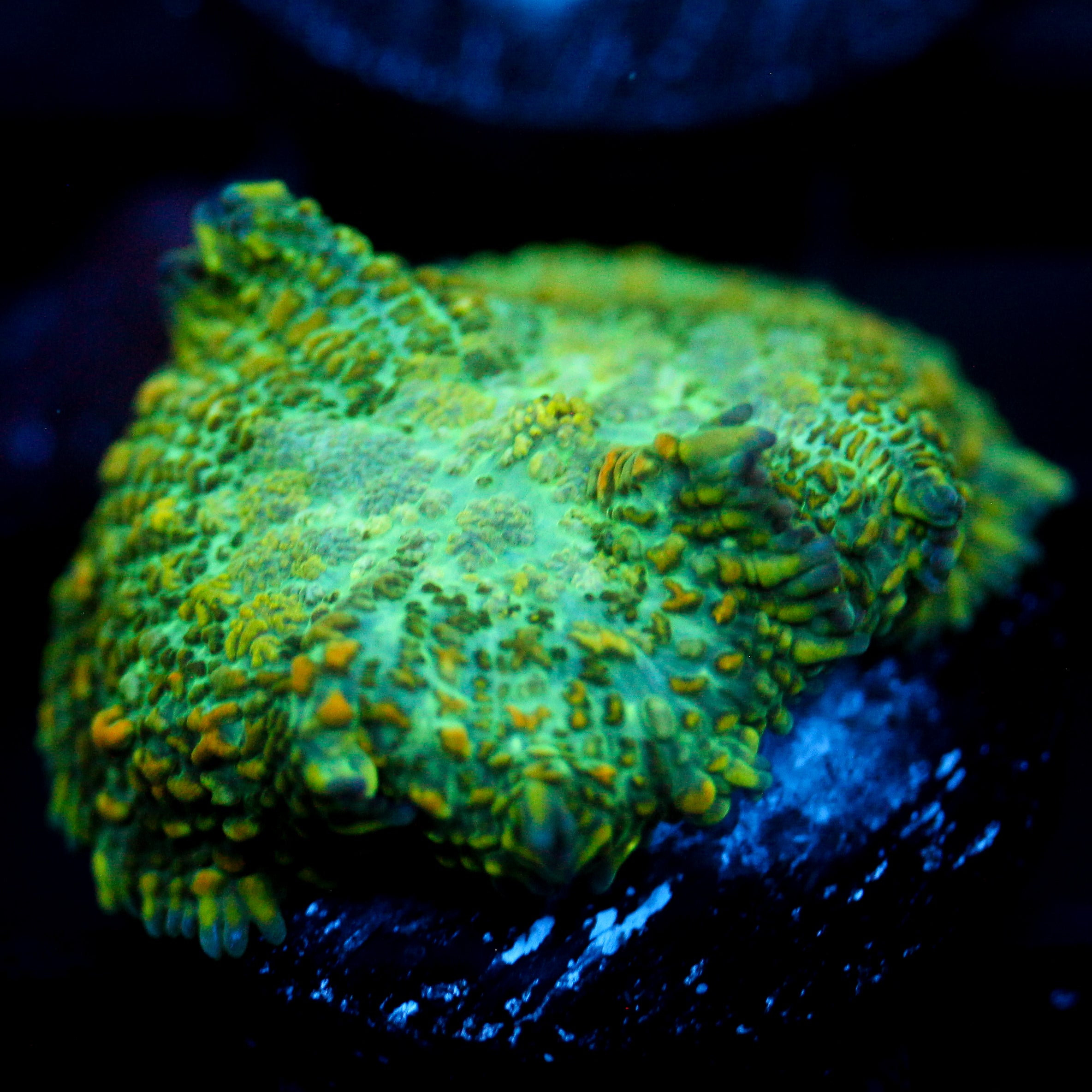 JC Lush Biome Rhodactis