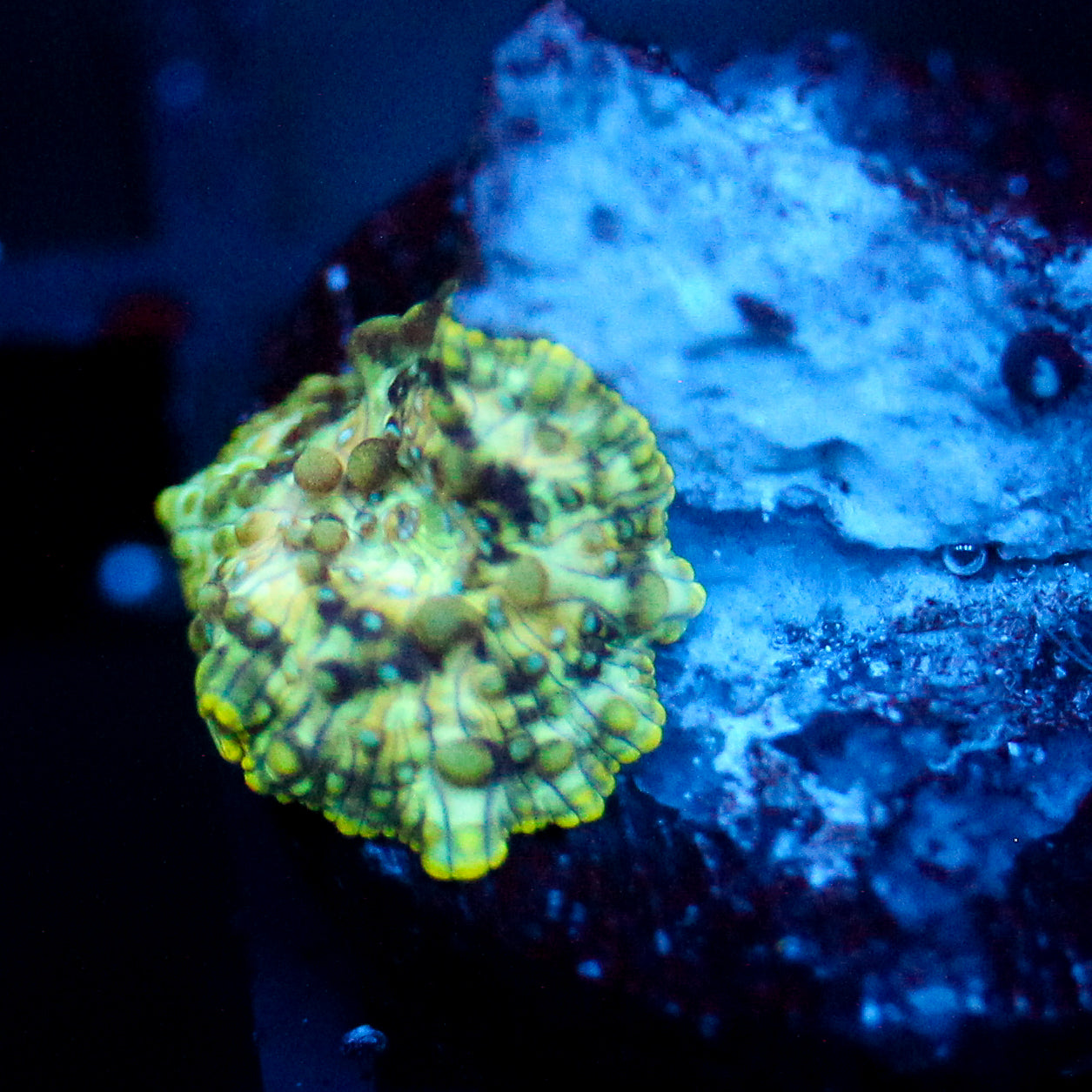 JC Mint Cheetah Discosoma