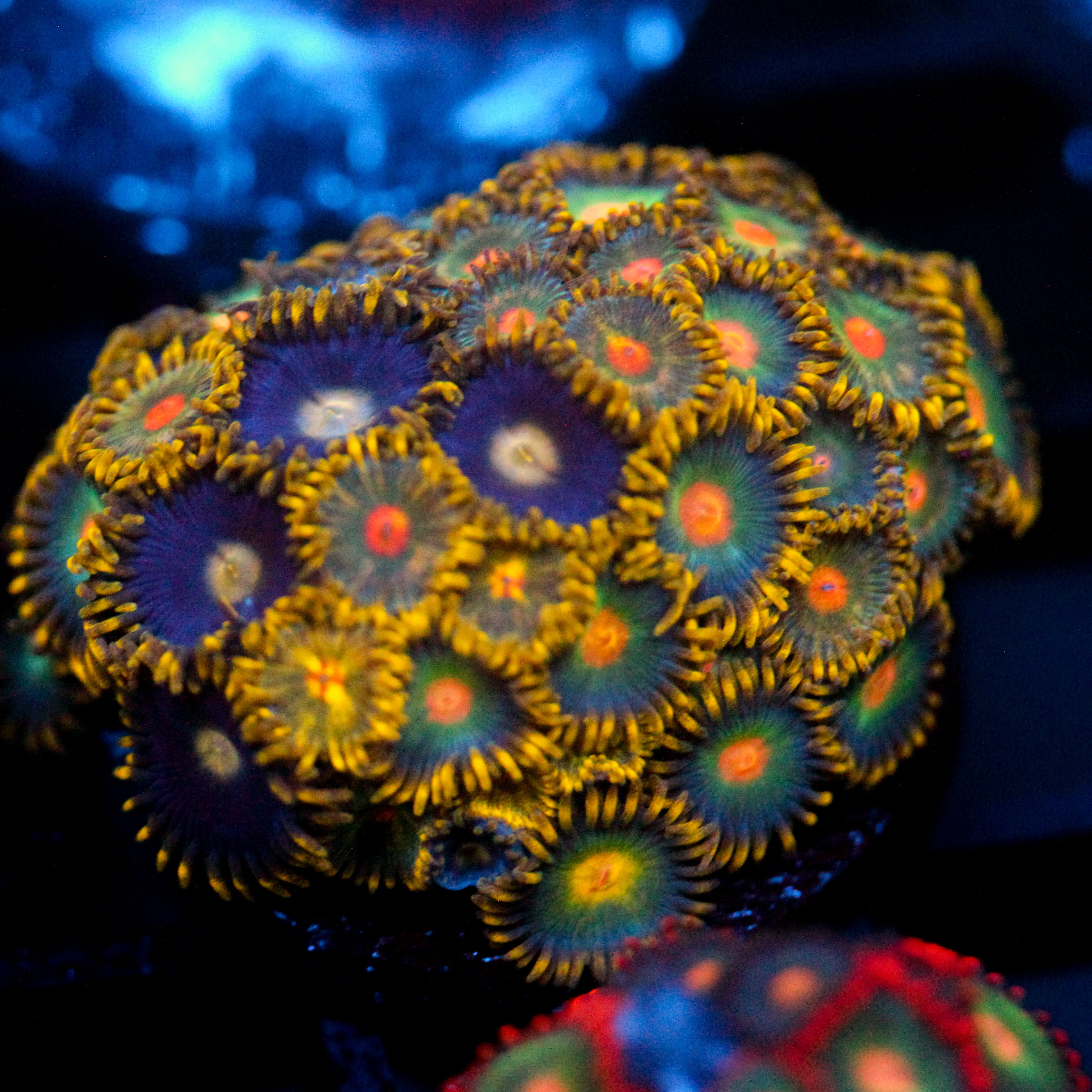 JC Saturn Zoanthid mix