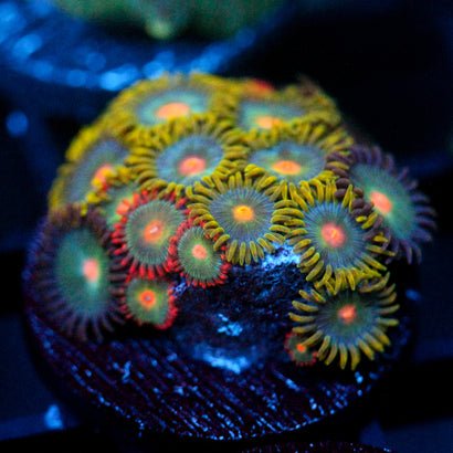 JC Saturn Zoanthid mix