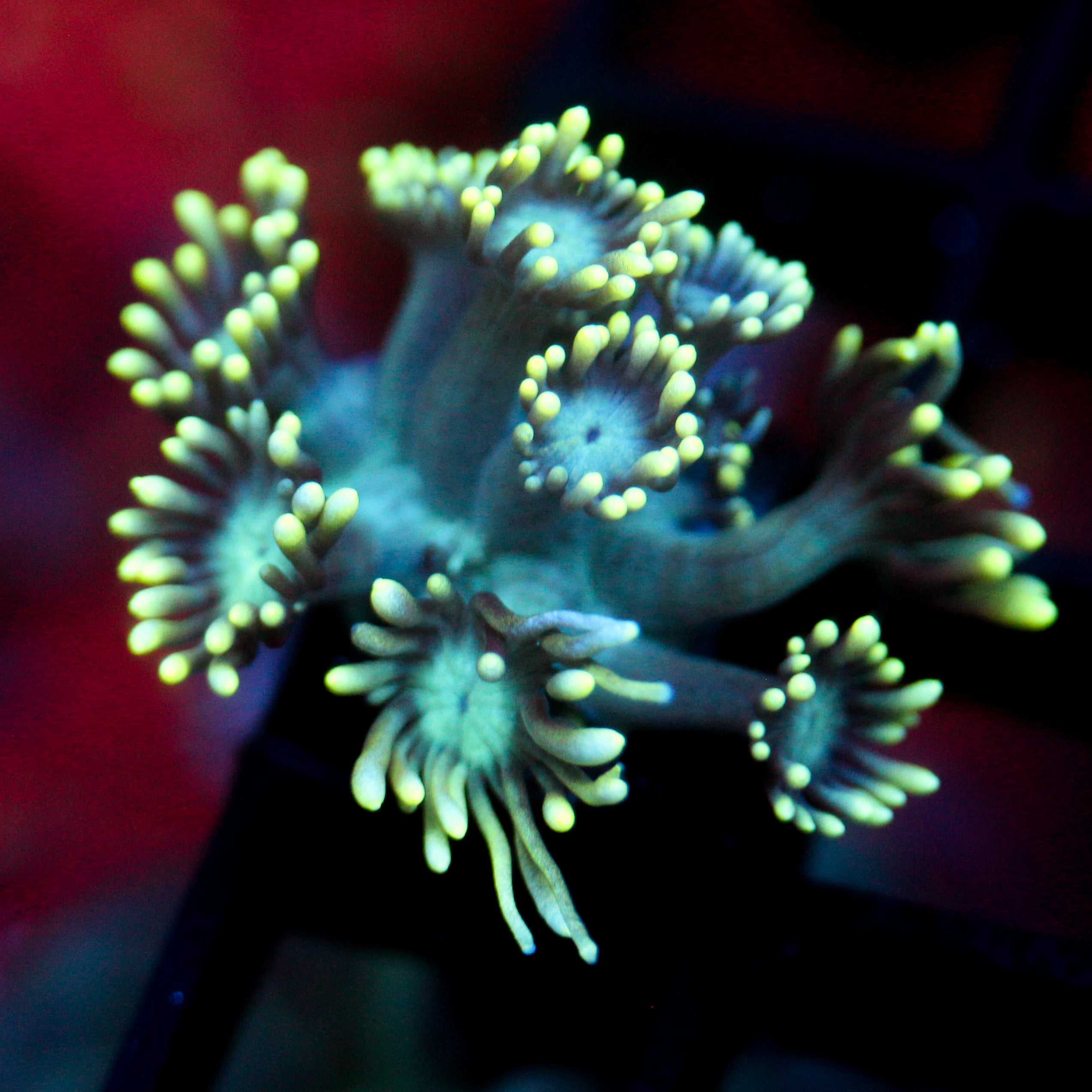 JC Electric Petals Goni