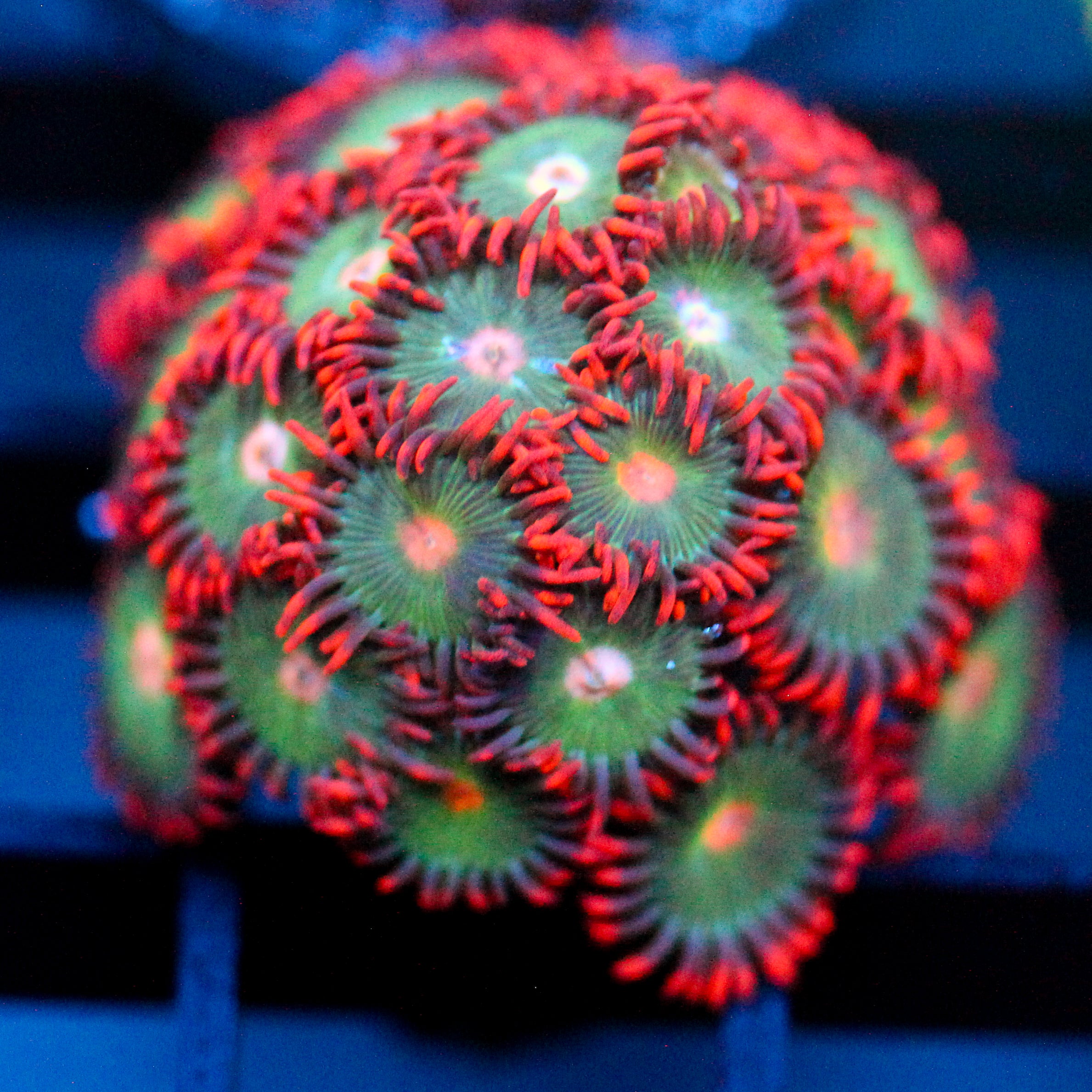 JC Gatorade Zoanthids