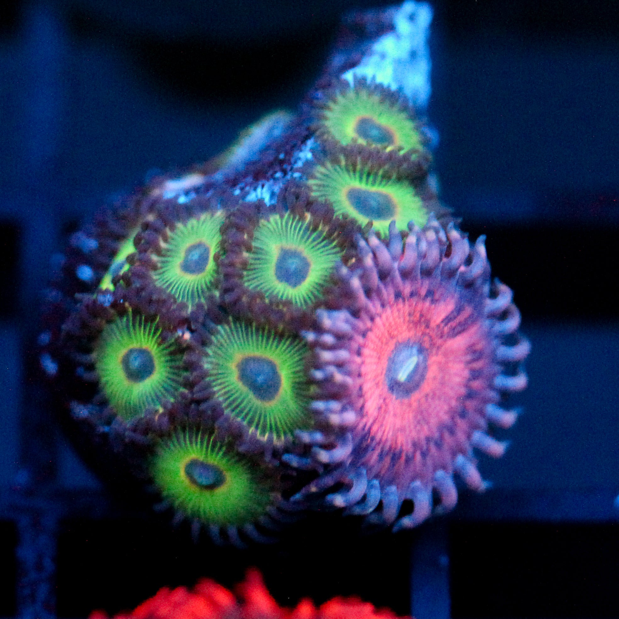 JC Pink Insanity Zoanthid Mix