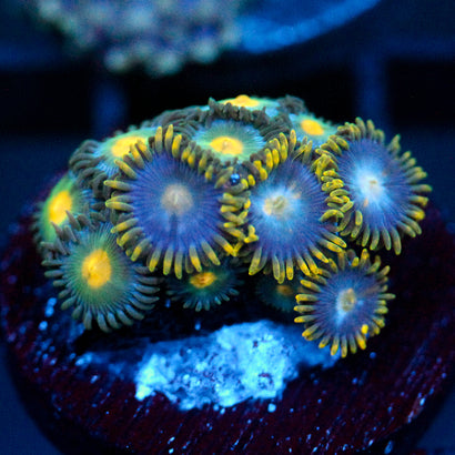 JC Zoa Garden Seed