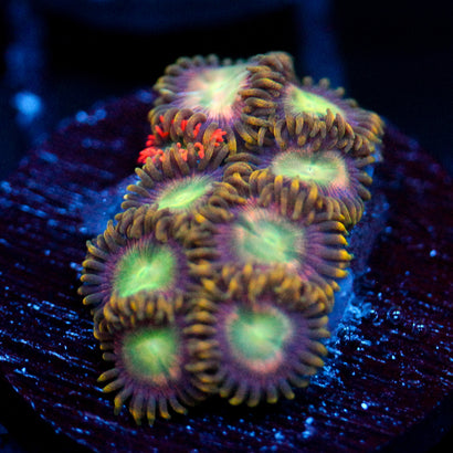 JC Tye Dye Reality Zoanthids