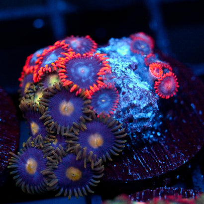 JC Zoa Garden Seed
