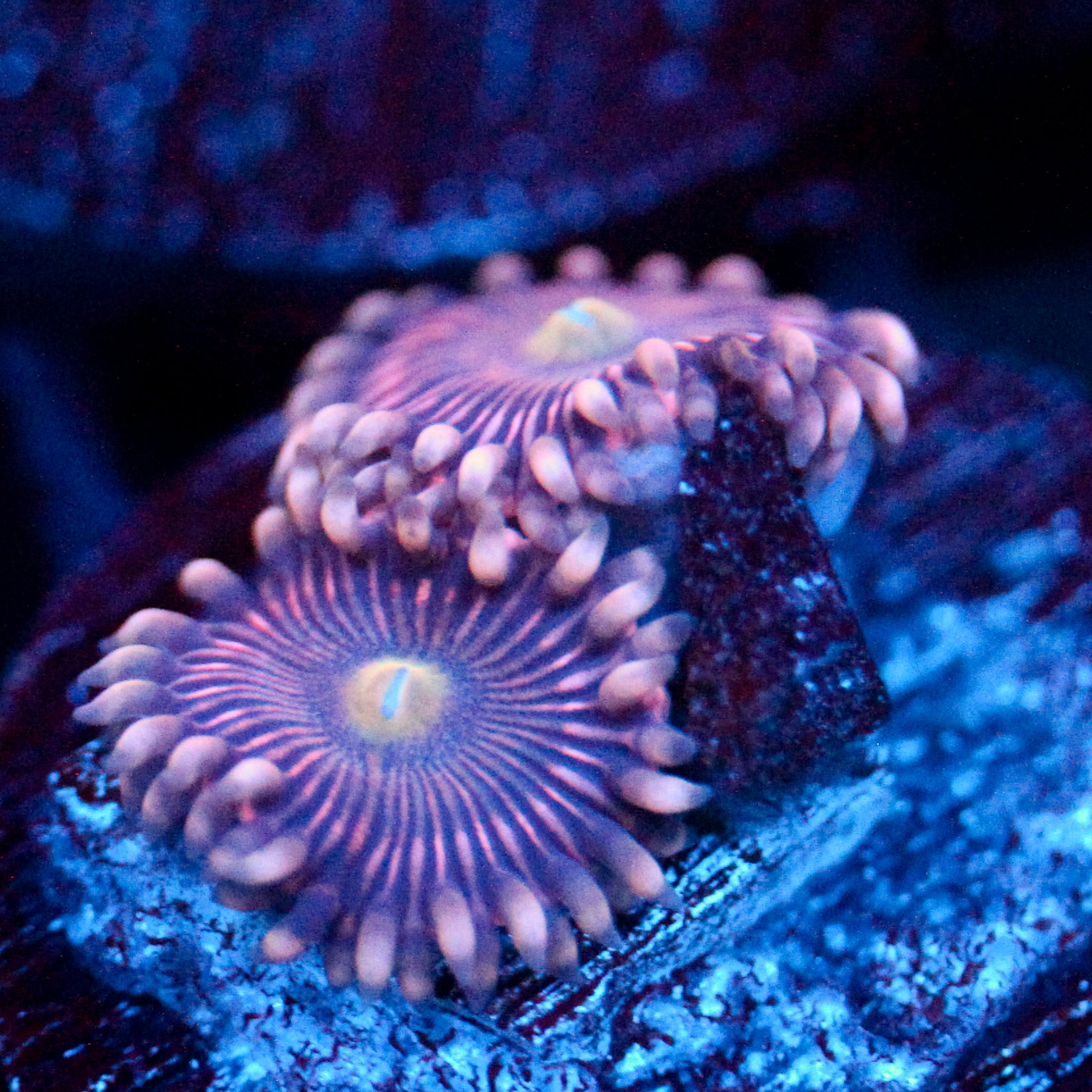 JC Purple Star Zoanthid