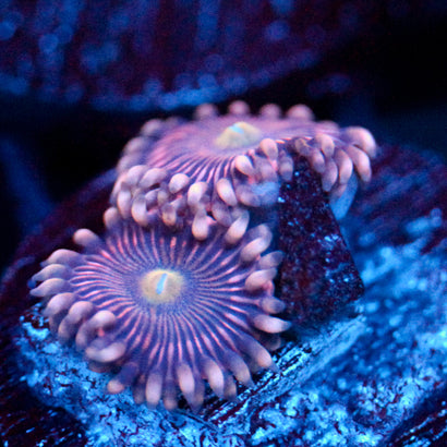 JC Purple Star Zoanthid