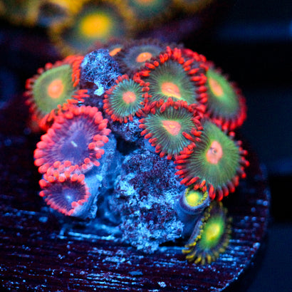 JC Typhloshion Zoanthid Mix