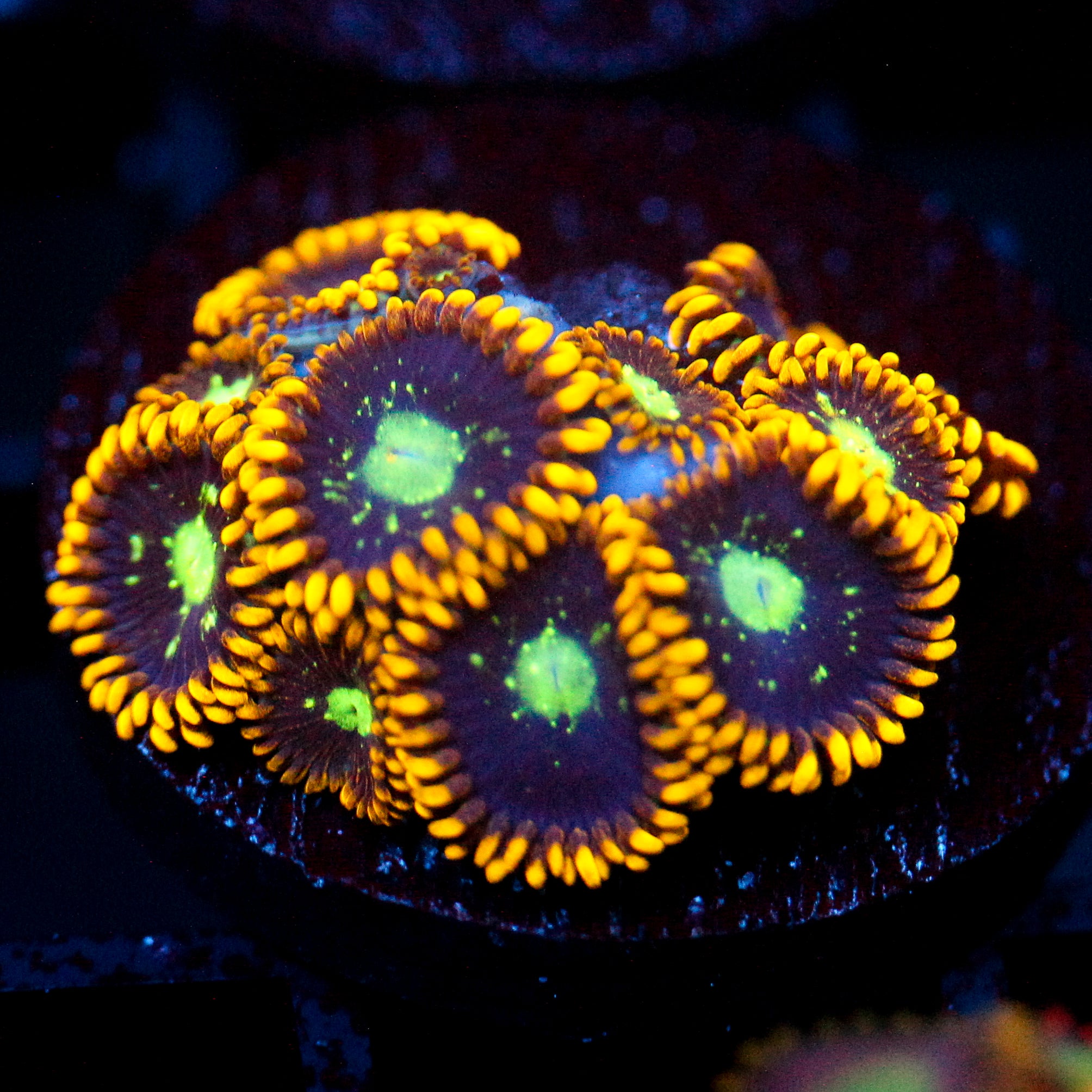 JC Dominator Zoanthid