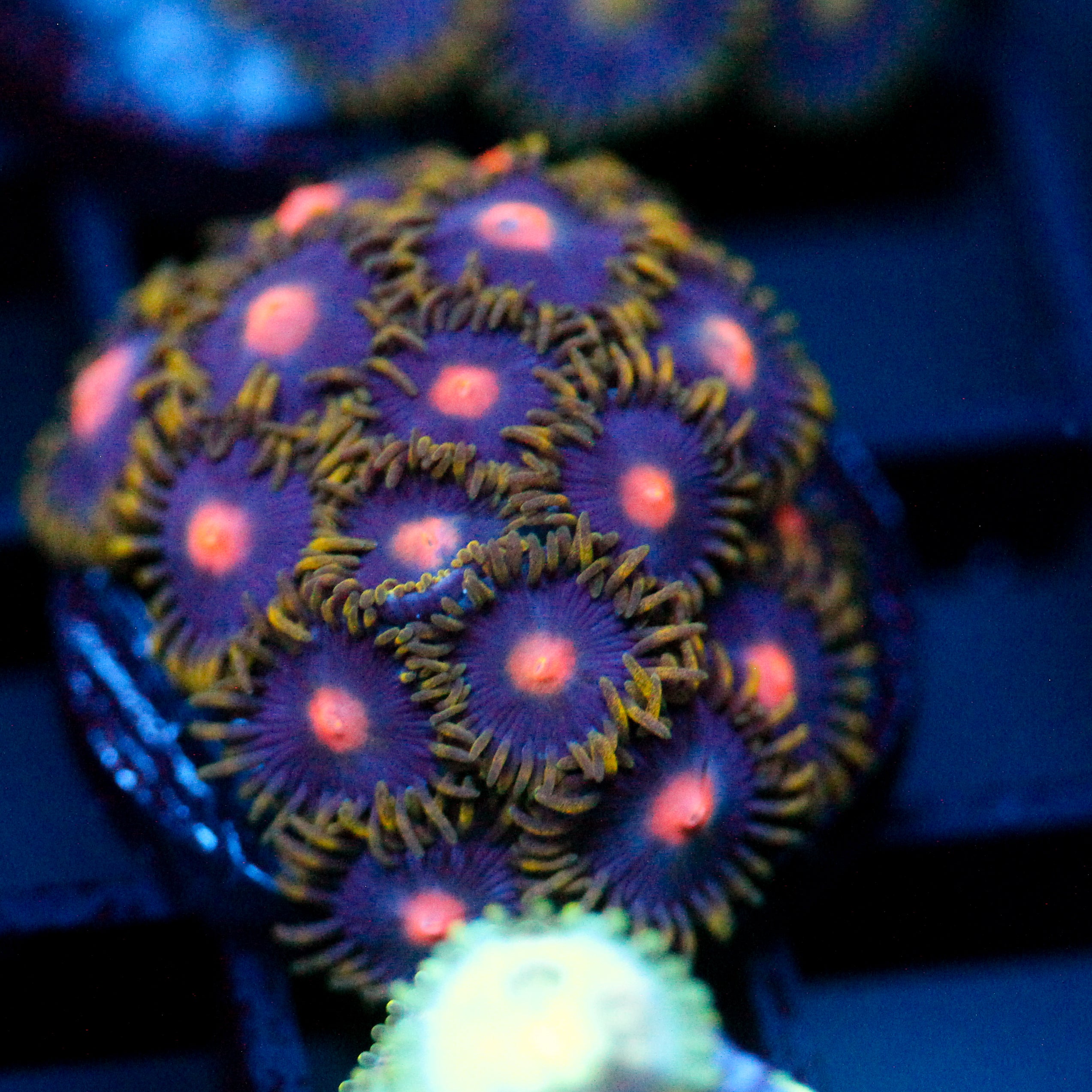 JC Gold Burn Zoanthid