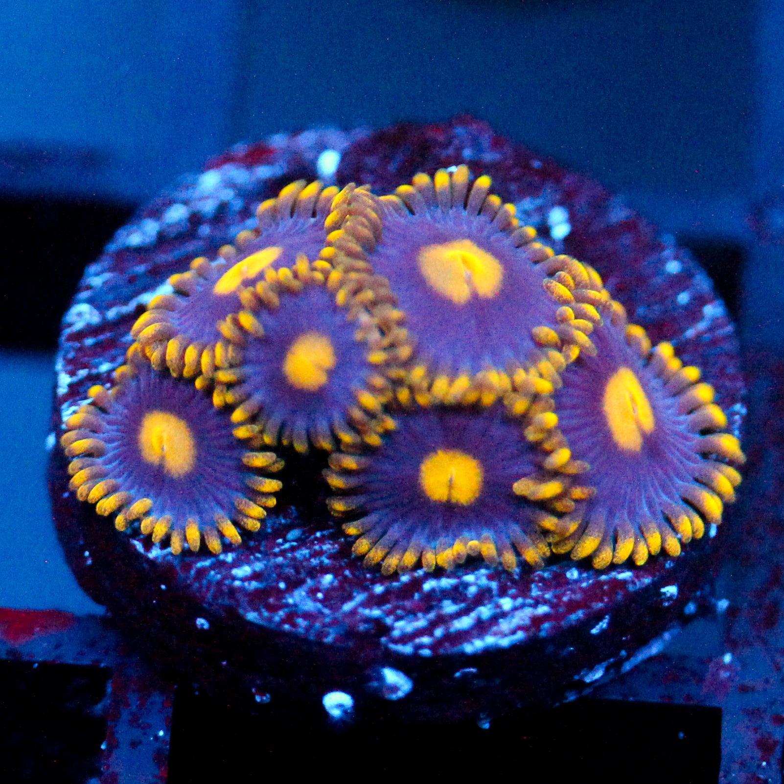 JC Gold Gobbler Zoanthid