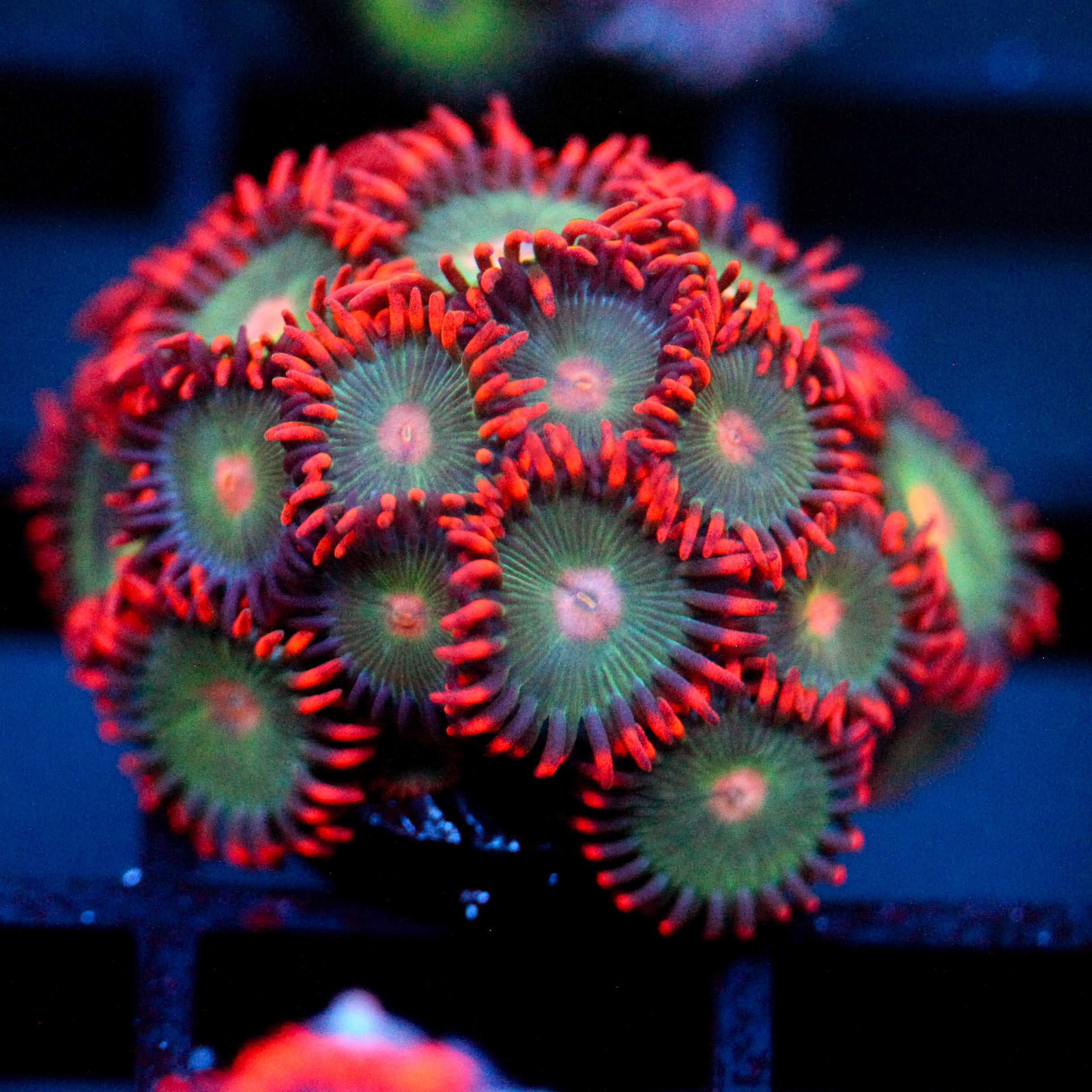 JC Gatorade Zoanthid
