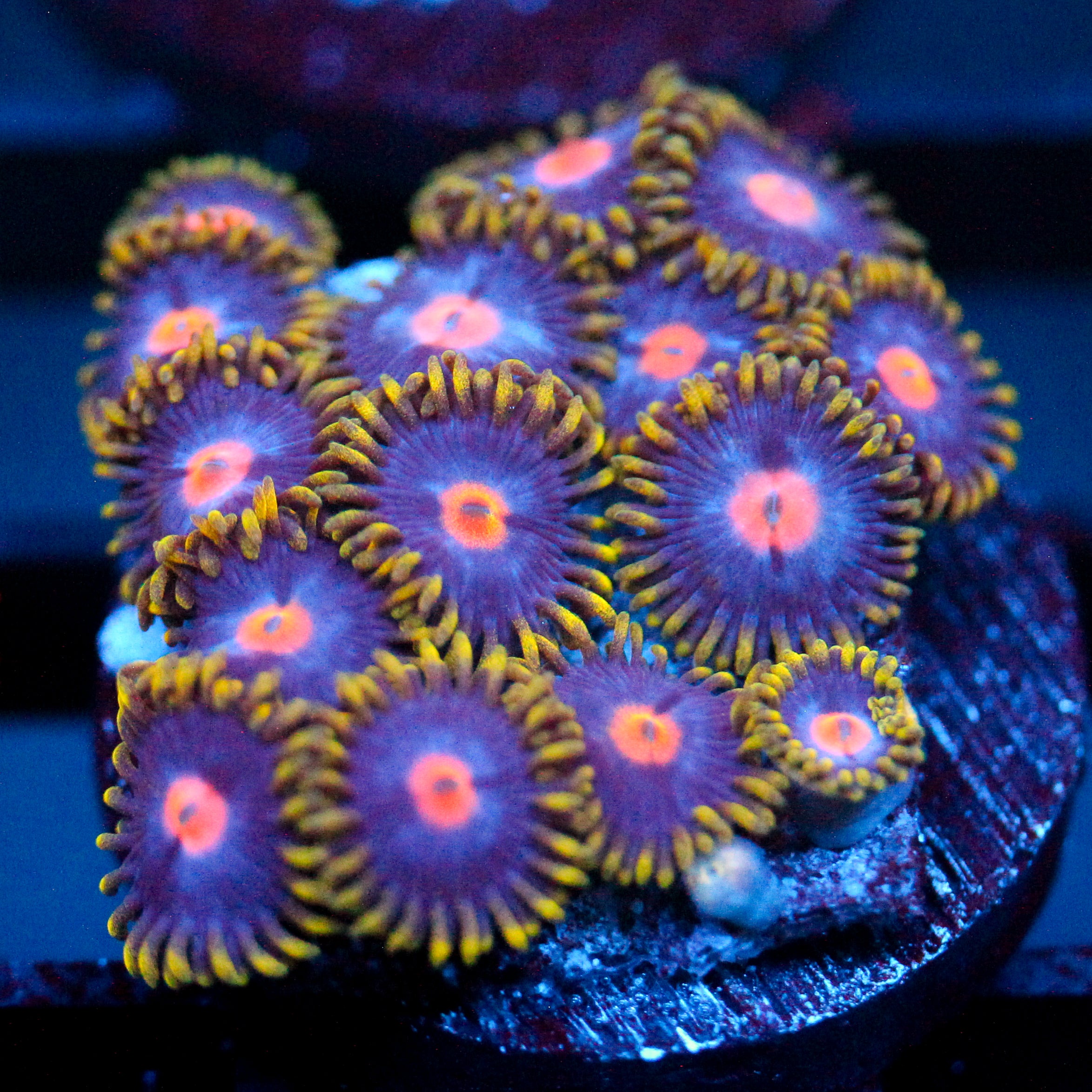 JC Gold Burn Zoanthid